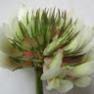 Meet your Posher, Juanita